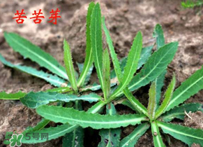 苦苦菜怎么腌制？怎樣腌制苦苦菜？