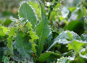 苦苦菜怎么腌制？怎樣腌制苦苦菜？