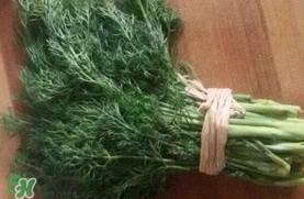 茴香菜是什么菜？茴香菜是香菜嗎