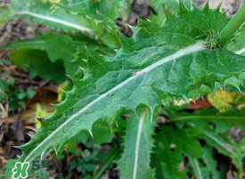 苦菜根能吃嗎？苦菜根的功效與作用