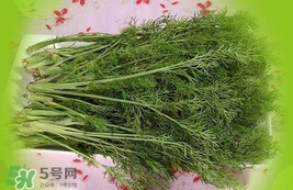 茴香菜是酸性還是堿性？什么人不能吃茴香菜