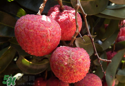 荔枝為什么是酸的？荔枝酸是怎么回事？