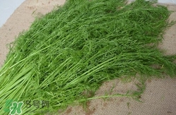 茴香包餃子用焯水嗎？茴香做餡需要焯水嗎