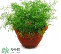 茴香菜什么時(shí)候種？茴香菜什么季節(jié)吃