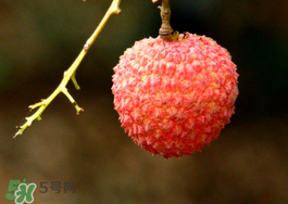 荔枝酸是壞了嗎？荔枝酸怎么辦？