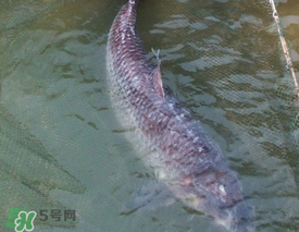 端午節(jié)好釣魚嗎?？端午節(jié)可以釣魚嗎？