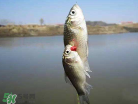 端午節(jié)好釣魚嗎?？端午節(jié)可以釣魚嗎？