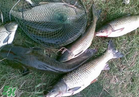 端午節(jié)好釣魚嗎?？端午節(jié)可以釣魚嗎？