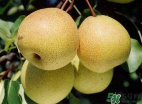 五月份有梨嗎？農(nóng)歷5月的梨能吃嗎？