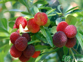 五月份有楊梅嗎？五月份的楊梅能吃嗎？