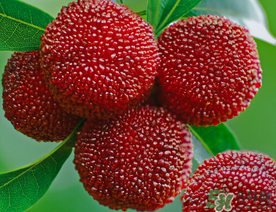 五月份有楊梅嗎？五月份的楊梅能吃嗎？