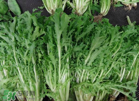 苦菜和羊肉能一起吃嗎？苦菜能和羊肉一起吃嗎？