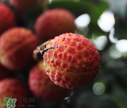 荔枝一天吃多少合適？荔枝一天最多吃幾個(gè)？