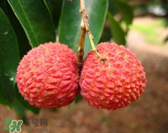 荔枝一天吃多少合適？荔枝一天最多吃幾個(gè)？