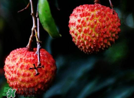 荔枝放冰箱能放多久？荔枝放久了會(huì)怎么樣？