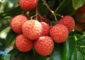 荔枝為什么要泡在水里？荔枝泡鹽水多久？