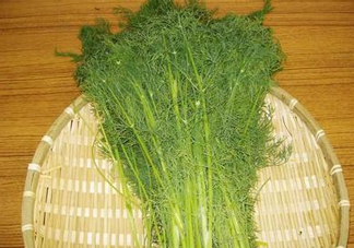 茴香菜什么時(shí)候種？茴香菜什么季節(jié)吃