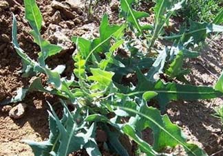 苦菜怎么保存？苦菜怎么保存時間長？