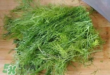 茴香菜是什么菜？茴香菜是香菜嗎