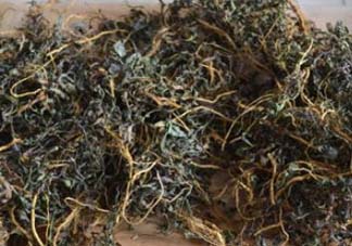 苦菜可以曬干嗎？苦菜怎么曬干？