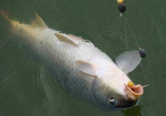 端午節(jié)好釣魚嗎?？端午節(jié)可以釣魚嗎？