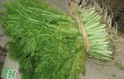 茴香菜是酸性還是堿性？什么人不能吃茴香菜