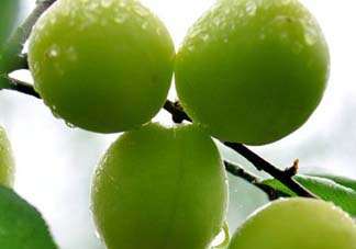 青梅可以直接吃嗎？剛摘下的青梅可以直接吃嗎?？