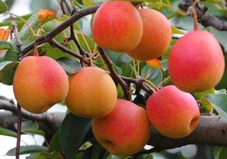 五月份有梨嗎？農(nóng)歷5月的梨能吃嗎？