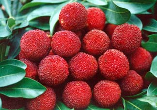 五月份有楊梅嗎？五月份的楊梅能吃嗎？