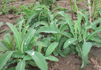 苦菜多少錢一斤？苦菜多少錢一斤2017？