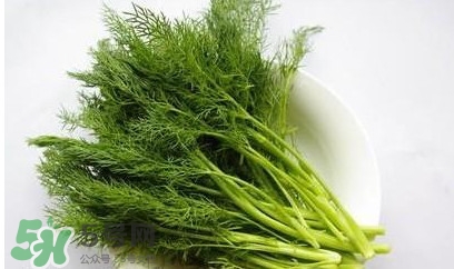 茴香菜怎么做好吃？茴香菜怎么炒好吃