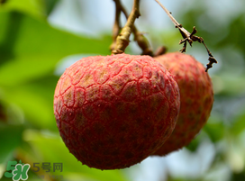 掛綠荔枝為什么那么貴？為什么掛綠荔枝這么貴？