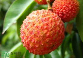 吃荔枝被酒駕怎么辦？吃荔枝酒駕是真的嗎？