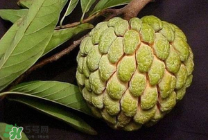 釋迦果怎樣催熟？釋迦果怎么判斷熟沒熟？