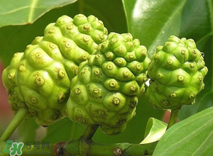 釋迦果怎樣催熟？釋迦果怎么判斷熟沒熟？