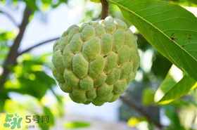 釋迦果怎么保存？釋迦怎么保存時間長？