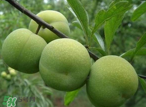 青李子怎么腌制？青李子怎么快速腌制？