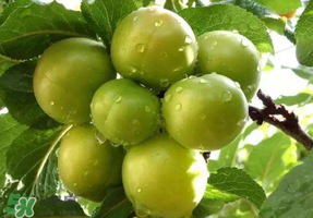 青李子怎么腌制？青李子怎么快速腌制？