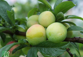 青李子怎么腌制？青李子怎么快速腌制？