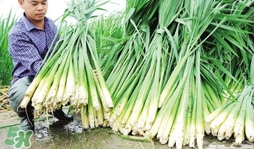 茭白是什么菜？茭白是什么植物