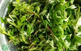 艾葉是什么植物？艾葉和艾草是一回事嗎？