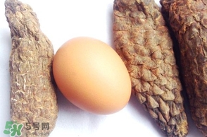 肉蓯蓉怎么吃壯陽(yáng)？哪些人不能吃肉蓯蓉