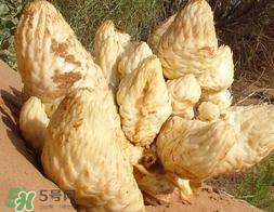 肉叢蓉怎么吃補腎？肉蓯蓉的食用方法