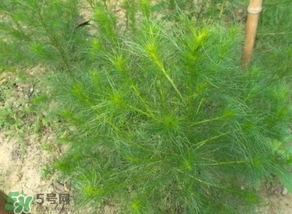 豬毛菜怎么做好吃？豬毛菜怎么吃好吃