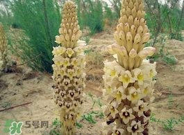 肉叢蓉怎么吃補腎？肉蓯蓉的食用方法