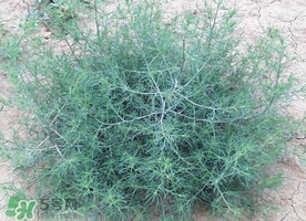 豬毛菜怎么做好吃？豬毛菜怎么吃好吃