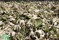 艾葉怎么做枕頭？自制艾葉怎么做枕頭