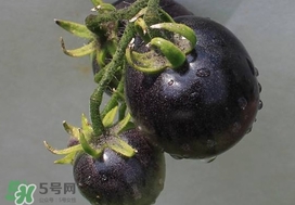 黑番茄能生吃嗎？黑番茄可以生吃嗎