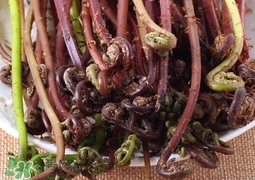 猴腿菜怎么腌制?猴腿菜腌制的做法 猴腿菜怎么腌制?猴腿菜腌制的做法