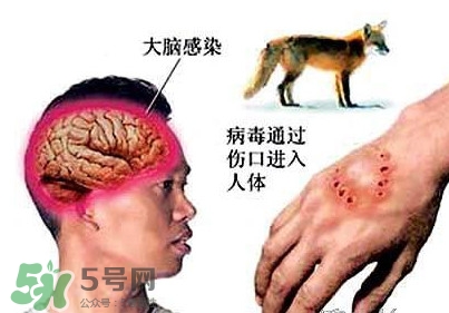 狂犬病是通過(guò)什么傳播的？狂犬病傳播途徑有哪些